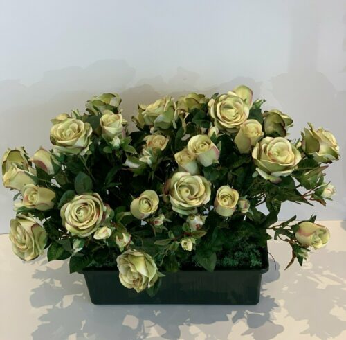 Roses blanche