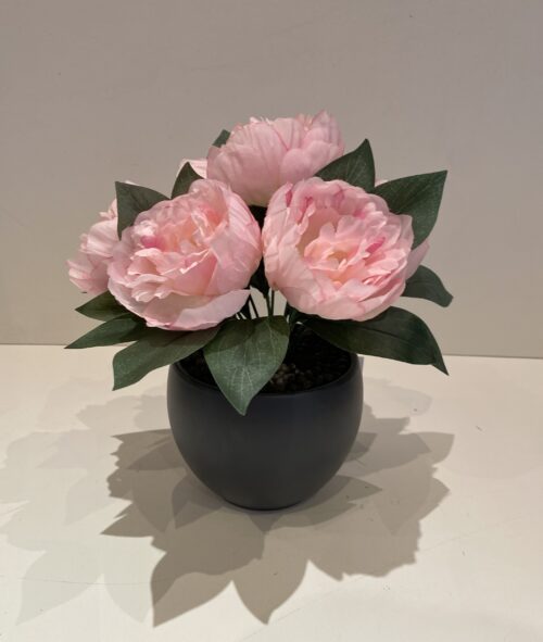 Pot de pivoines rose